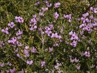 Erica umbellata 5, Saxifraga-Willem van Kruijsbergen